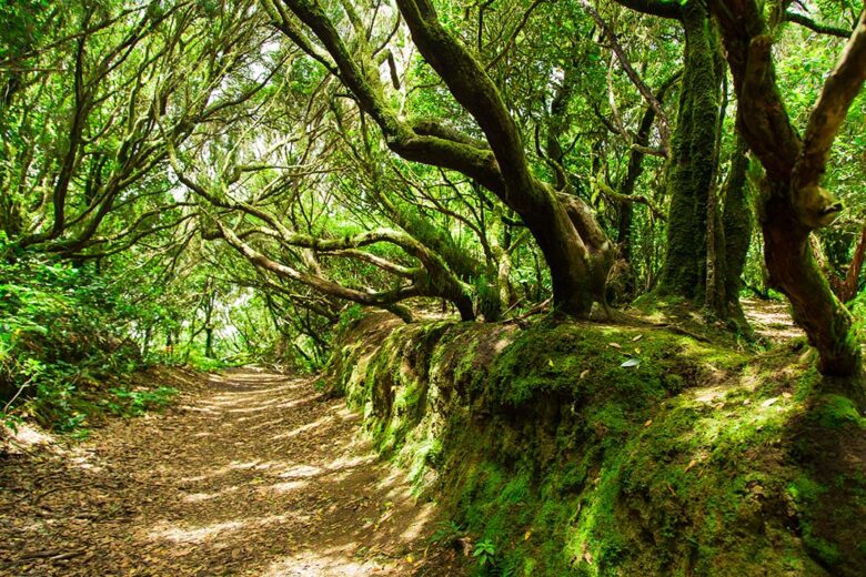 Things to see in Tenerife is a magical guided tour of the Anaga Rural Park