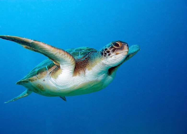 Things to do in Tenerife:Snorkeling with Turtles and Kayaking with Dolphins