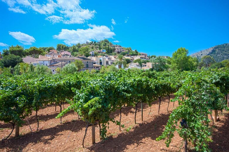  Tour Mallorcan Wineries