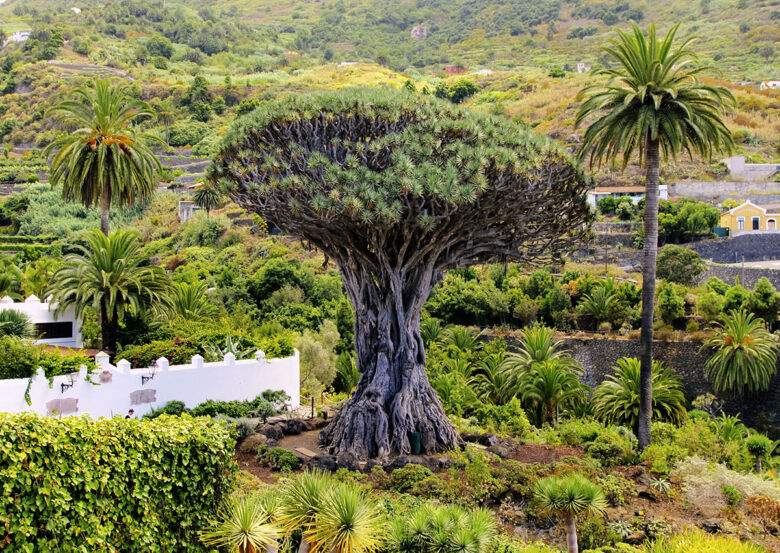 Parque del Drago – home to the Dragon Tree