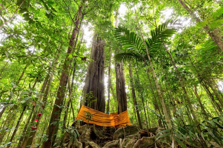 Sacred Trees Koh Kood
