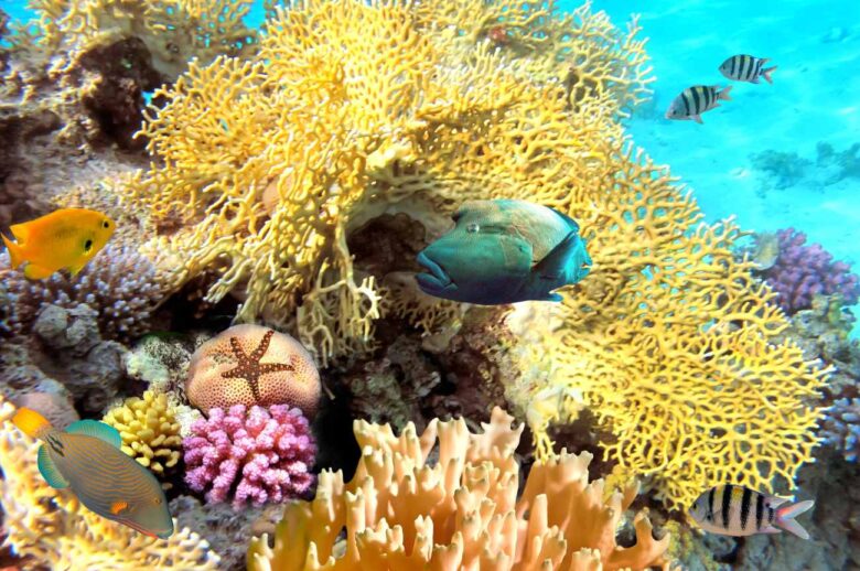 Admire the Beauty of Marine Life