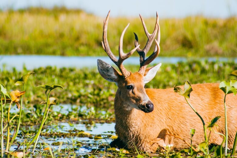 The Extraordinary Biodiversity of the Iberá Wetlands in Corrientes