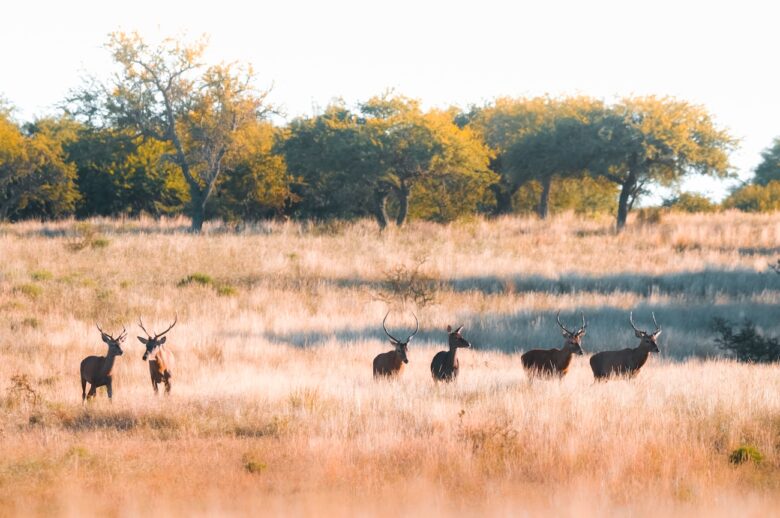 The Endless Horizons of the Pampas and Parque Luro